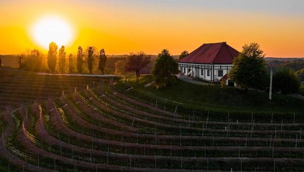 Puklavec Family Wines: gradijo na premijskem segmentu, saj povpraševanje raste