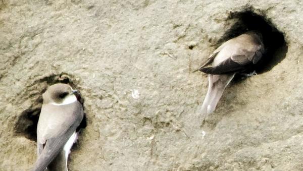 Ekosistemske storitve: v HESS zmanjšujejo vpliv na okolje tudi z nadomestnim habitatom za breguljke